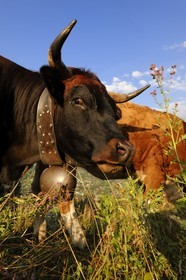 Switzerland, canton of Vaud, Les Diablerets