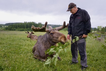 Sweden, Vasterbotten County, Umea region, Bjurholm, the Elk's House (Algens Hus), livestock