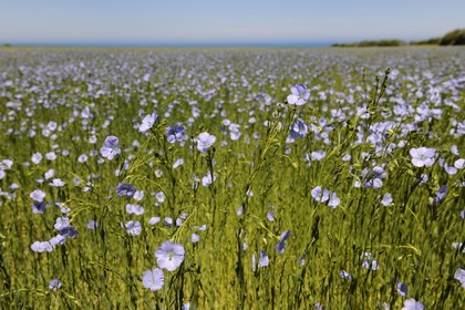 France, Seine-Maritime (76), Pays de Caux, Côte d'Albâtre, Sotteville-sur-Mer, champ de lin en fleur