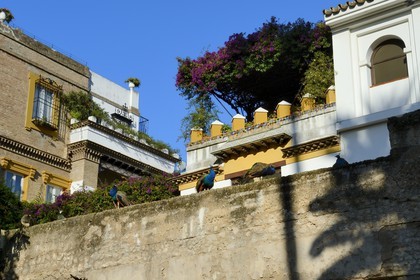 Spain, Andalusia, Seville, the Alcazar of Seville (Reales Alcazares de Sevilla), listed as World Heritage by UNESCO, peacocks on the walls surrounding the gardens