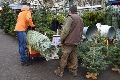 France, Bas Rhin, Strasbourg, old town listed as World Heritage by UNESCO, Christmas market (Christkindelsmarik) in Place Broglie, the Schwoob family has been selling fir trees for many years