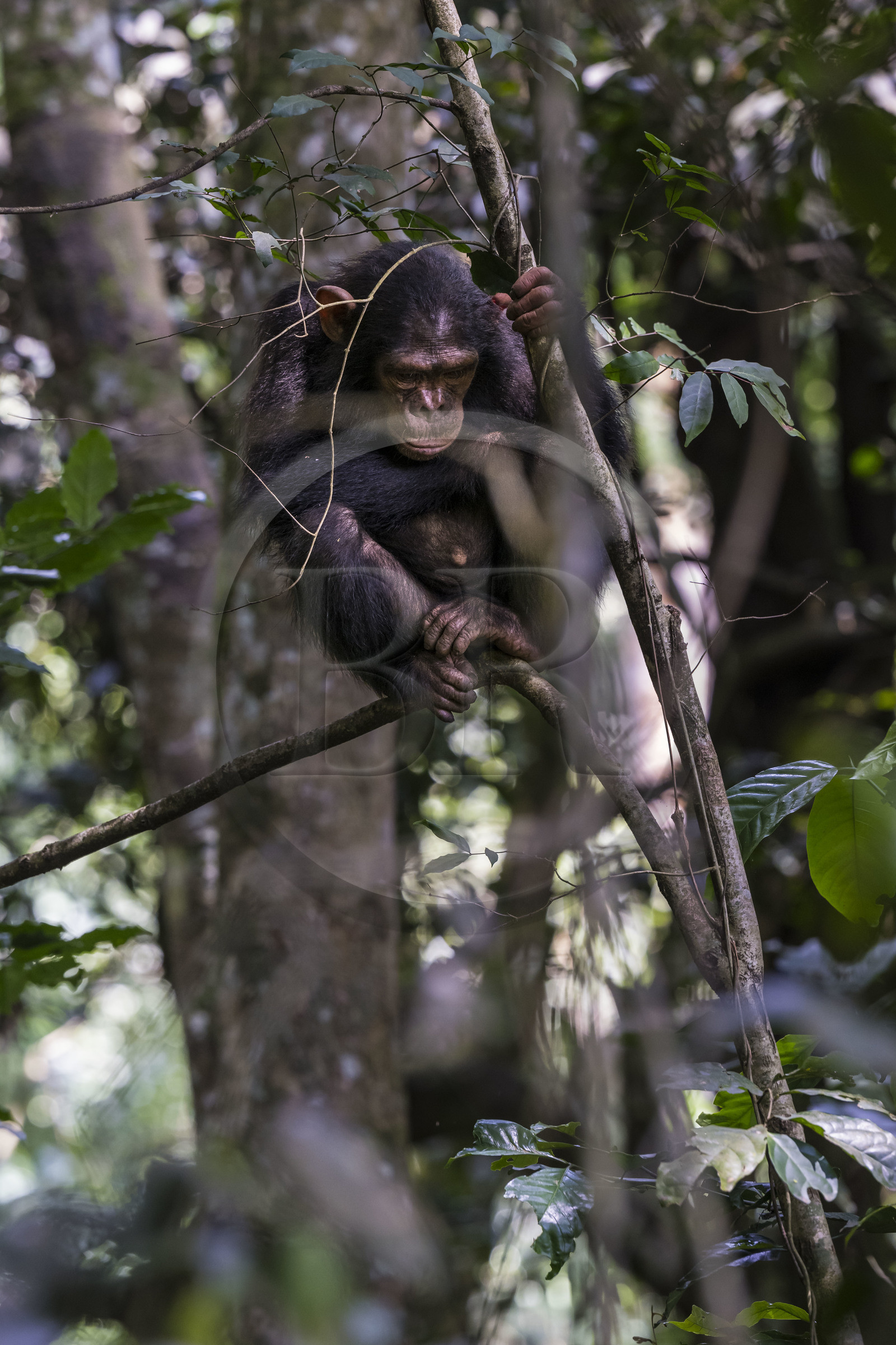 Rwanda, Province de l’Ouest, Nyakabuye, Parc national de Nyungwe, forêt tropicale humide naturelle de Cyamudongo, Chimpanzé commun (Pan Troglodytes)