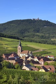 France, Haut Rhin, the Alsace Wine Route, the village of Rodern surrounded by its vineyard and the Haut-Koenigsbourg Castle in the background