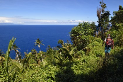 Caribbean, Dominica Island, hiker on segment 13 of the Waitukubuli National Trail in the north of the island between Pennville and Capuchin