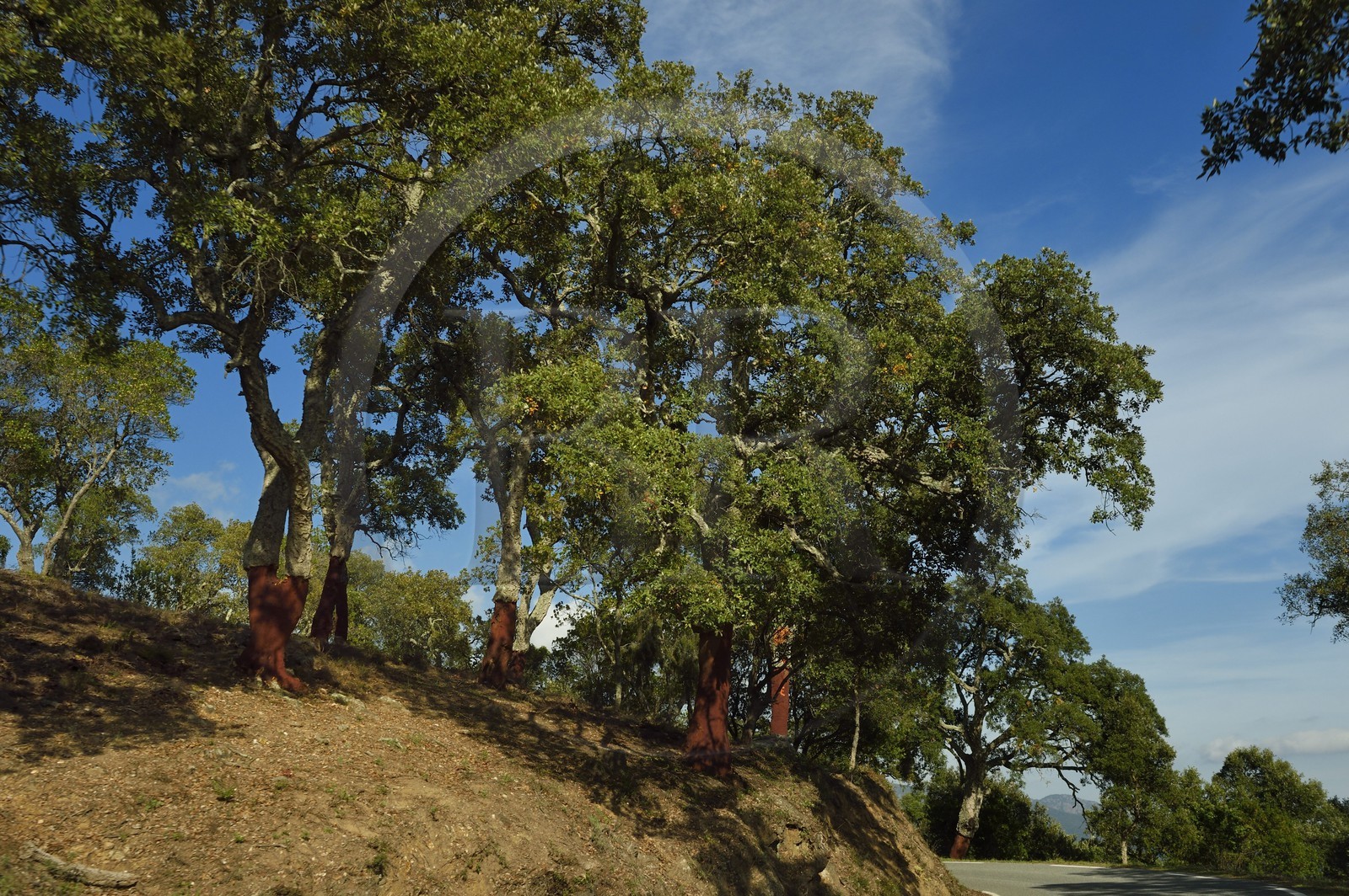 France, Var (83), Massif des Maures sur la route de Collobrières, chêne liège (Quercus suber)