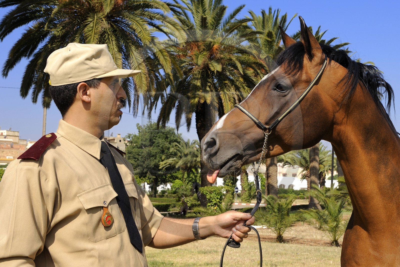 Maroc, région de Meknès-Tafilalet, haras royal de Meknès, pur sang arabe Jumbo Vargas