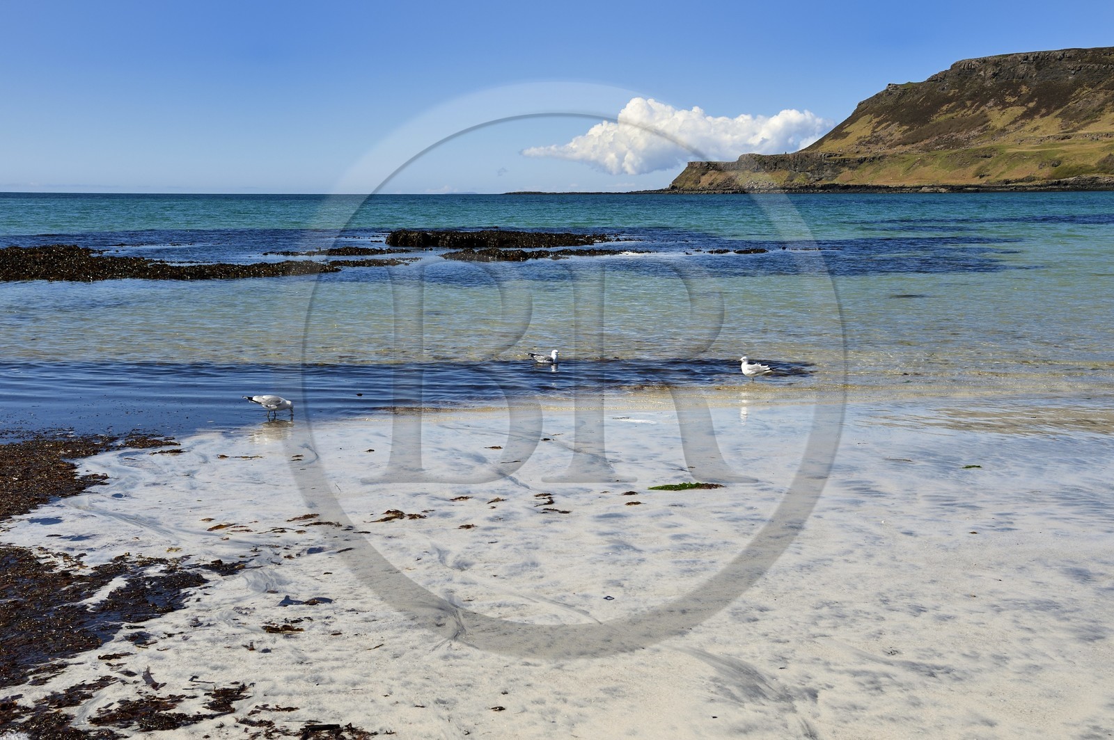 Royaume-Uni, Ecosse, Highland, Hébrides intérieures, Ile de Mull, plage de la Baie de Calgary