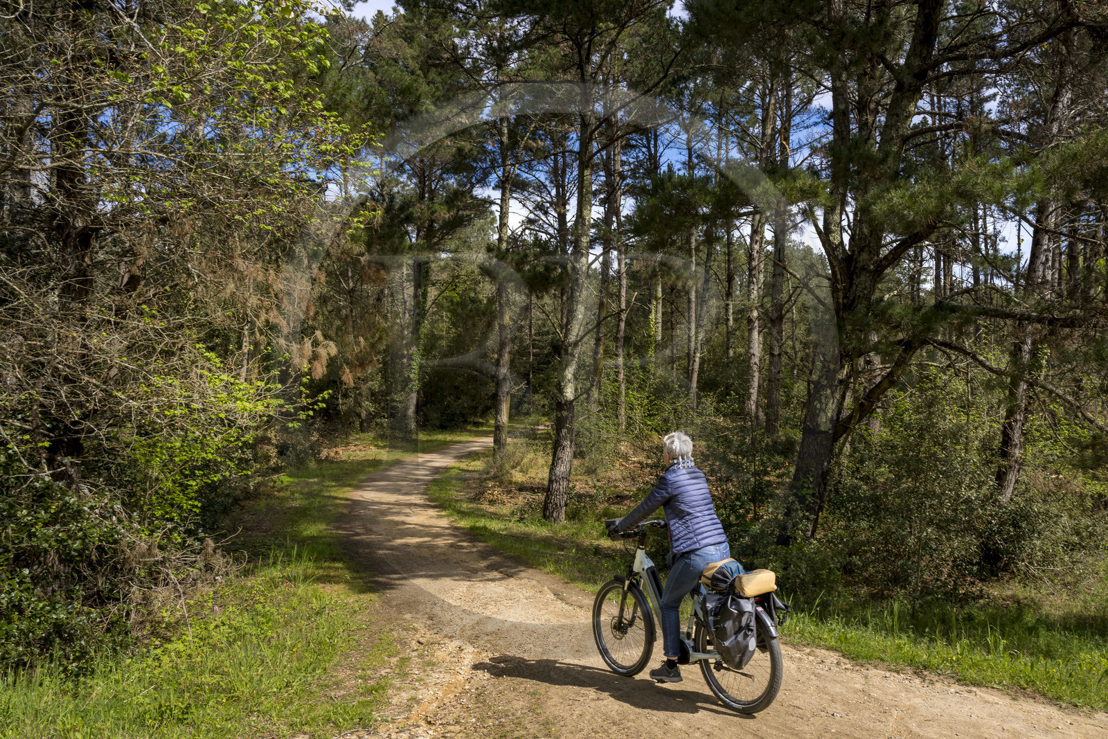 France, Vendée (85), Longeville-sur-Mer, randonnée cycliste dans la forêt domaniale sur la piste de la véloroute Vendée Vélo Tour