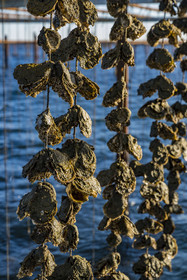 France, Hérault (34), Etang de Thau, Mèze, les producteurs de coquillages Quentin et Emmeline, l'élevage en suspension sur des cordes dans le parc à huitres