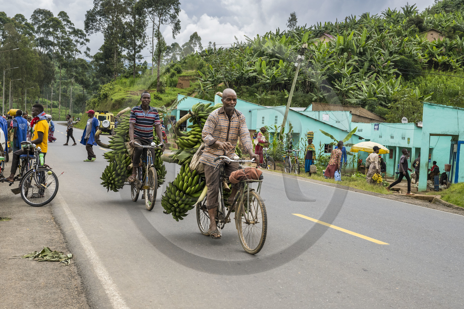 Rwanda, Province du Nord, District de Musanze (Ruhengeri), jour de marché à Muryabazira sur la Route Nationale 4 entre Kigali et Ruhengori, transport de bananes sur une bicyclette, les bicyclettes sont le principal moyen de transport local