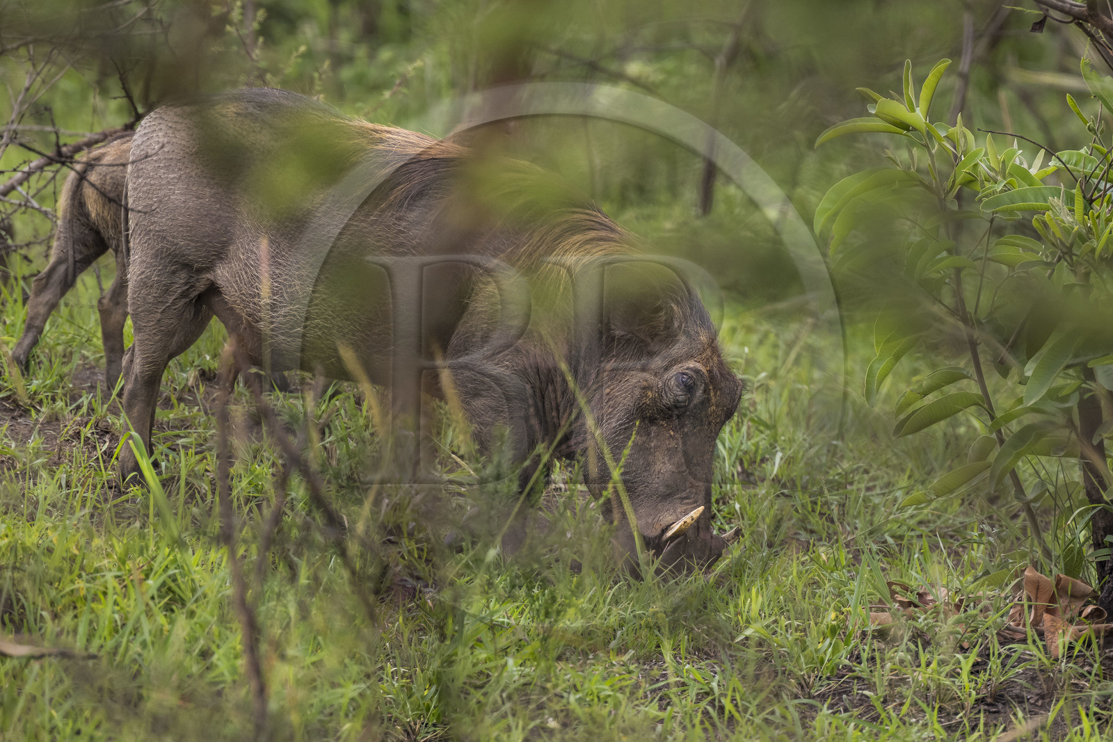 Rwanda, Parc national de l'Akagera, phacochère commun (Phacochoerus africanus)