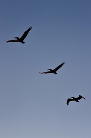 Caraïbes, Ile de la Dominique, Mero sur la côte Ouest, Pélican brun (Pelecanus occidentalis)