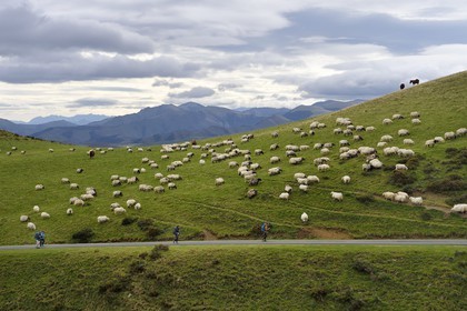 France, Pyrénées-Atlantiques (64), Pays-Basque, chemin de Saint-Jacques de Compostelle sur le GR 65 entre Saint-Jean-Pied-de-Port et Roncevaux, troupeau de brebis manech tête noire en estive