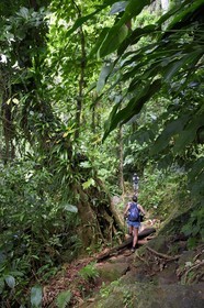 Caraïbes, Ile de la Dominique, Parc national du Morne Trois Pitons classé Patrimoine Mondial de l'UNESCO, randonnée au cœur de la forêt tropicale menant à la cascade des Middleham Falls, sentier de randonnée Waitukubuli qui traverse l’ile