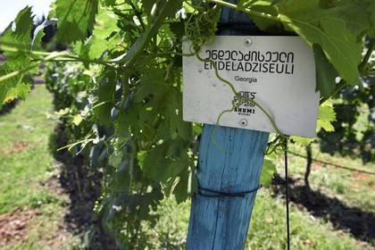 Georgia, Kakheti, Telavi, Shumi winery