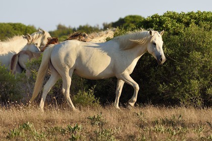 France, Bouches du Rhone, Parc naturel regional de Camargue (Regional Natural Park of Camargue), around Malagroy pond, manade Jacques Mailhan, Camargue horse