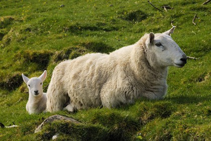 Royaume-Uni, Ecosse, région des Highlands, les Hébrides, île de Skye, mouton et son agneau