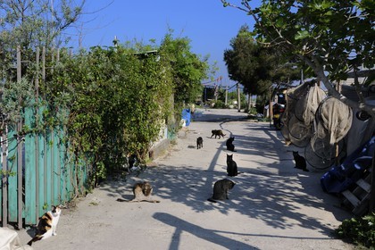 France, Herault, Sete, quartier de la Pointe Courte (Pointe Courte District), village of fishermen opening onto the bassin of Thau, cats on the dike