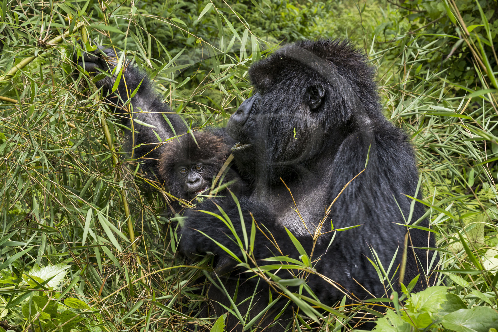Rwanda, Province du Nord, Parc National des Volcans dans la chaine des Monts Virunga, mont Karisimbi, gorilles des montagnes (Gorilla beringei beringei) du groupe Susa, mère avec son petit de 6 mois