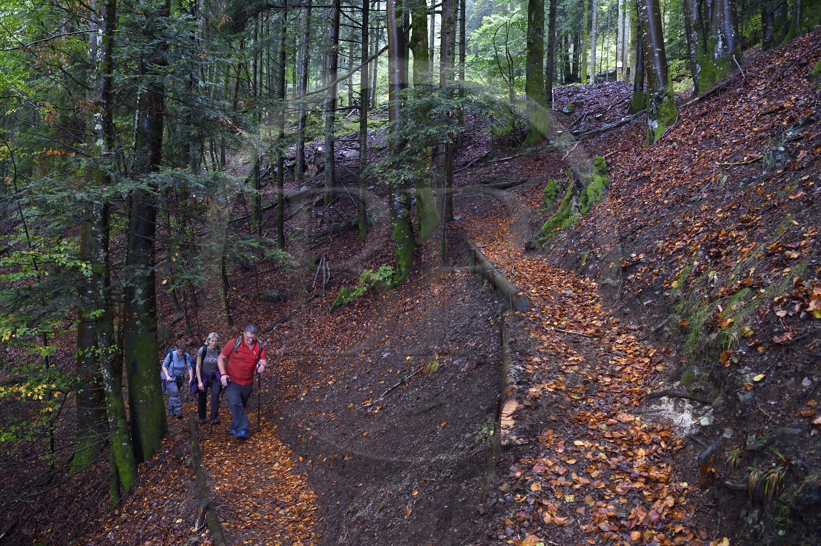 France, Haut-Rhin (68), Parc naturel régional des ballons des Vosges, randonneurs remontant de la vallée de Storckensohn vers le sommet de La Tête des Perches