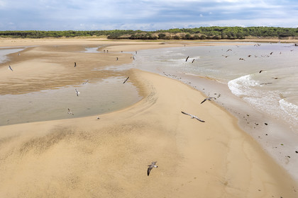 France, Vendée (85), Talmont Saint Hilaire, la Pointe du Payré, walkers and seagulls on the Veillon beach and estuary of the Payré river (aerial view)