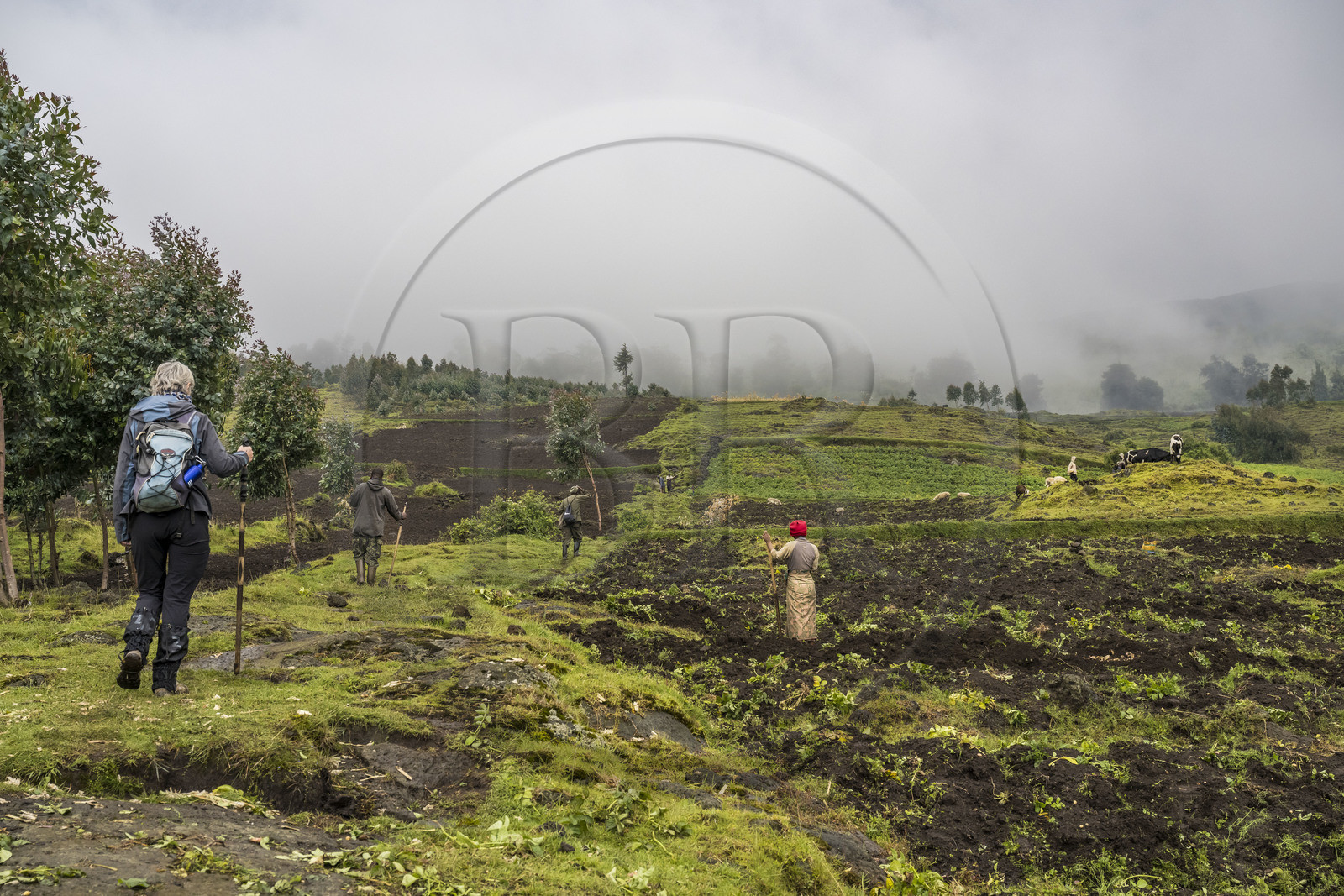 Rwanda, Province du Nord, District de Musanze (Ruhengeri), garde et pisteur du Parc accompagnant une randonneuse sur les pentes volcaniques du mont Karisimbi dans les montagnes des Virunga en bordure du Parc national des Volcans où vivent les gorilles, les derniers champs cultivés avant la forêt