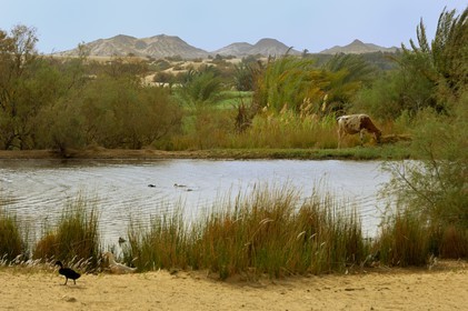Egypte, Basse-Egypte, désert libyque, oasis de Bahariya (Bahareyya)