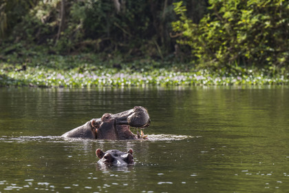 Rwanda, Parc national de l'Akagera, le lac Ihema, Hippopotames (Hippopotamus amphibius)
