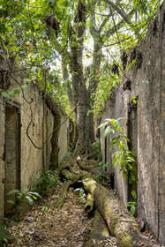 France, French Guiana, Kourou, Salvation Islands (Iles du Salut), Saint Joseph Island, ruin of the penal colony dedicated to the seclusion of the most difficult prisoners
