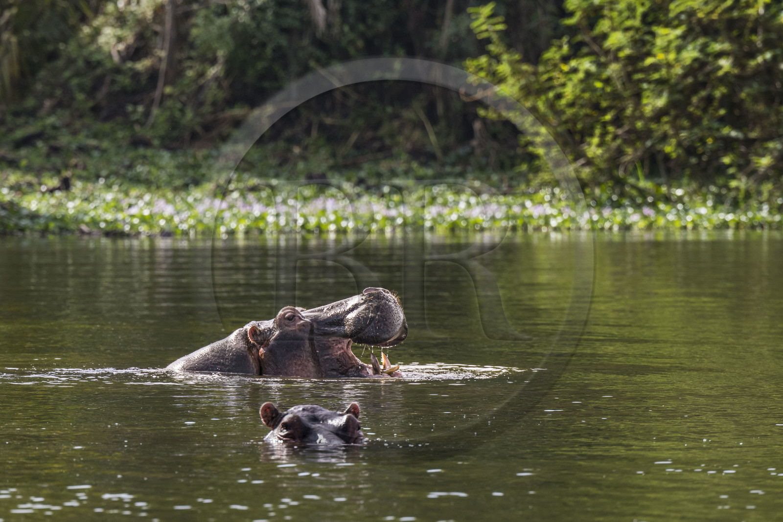 Rwanda, Parc national de l'Akagera, le lac Ihema, Hippopotames (Hippopotamus amphibius)