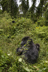 Rwanda, Province du Nord, Parc National des Volcans dans la chaine des Monts Virunga, mont Karisimbi, gorilles des montagnes (Gorilla beringei beringei) du groupe Susa, mère avec son petit