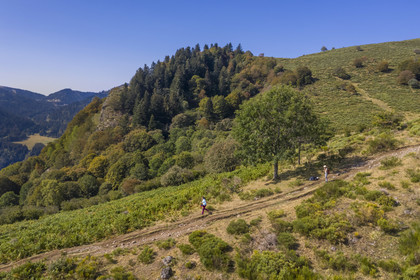 France, Cantal, Parc Naturel Régional des Volcans d'Auvergne (regional nature park of Auvergne volcanoes), Laveissière, on the Way of St. James to Santiago de Compostela by Via Arverna, hikers on the mountain pastures off the slopes of Puy de Seycheuse (aerial view)