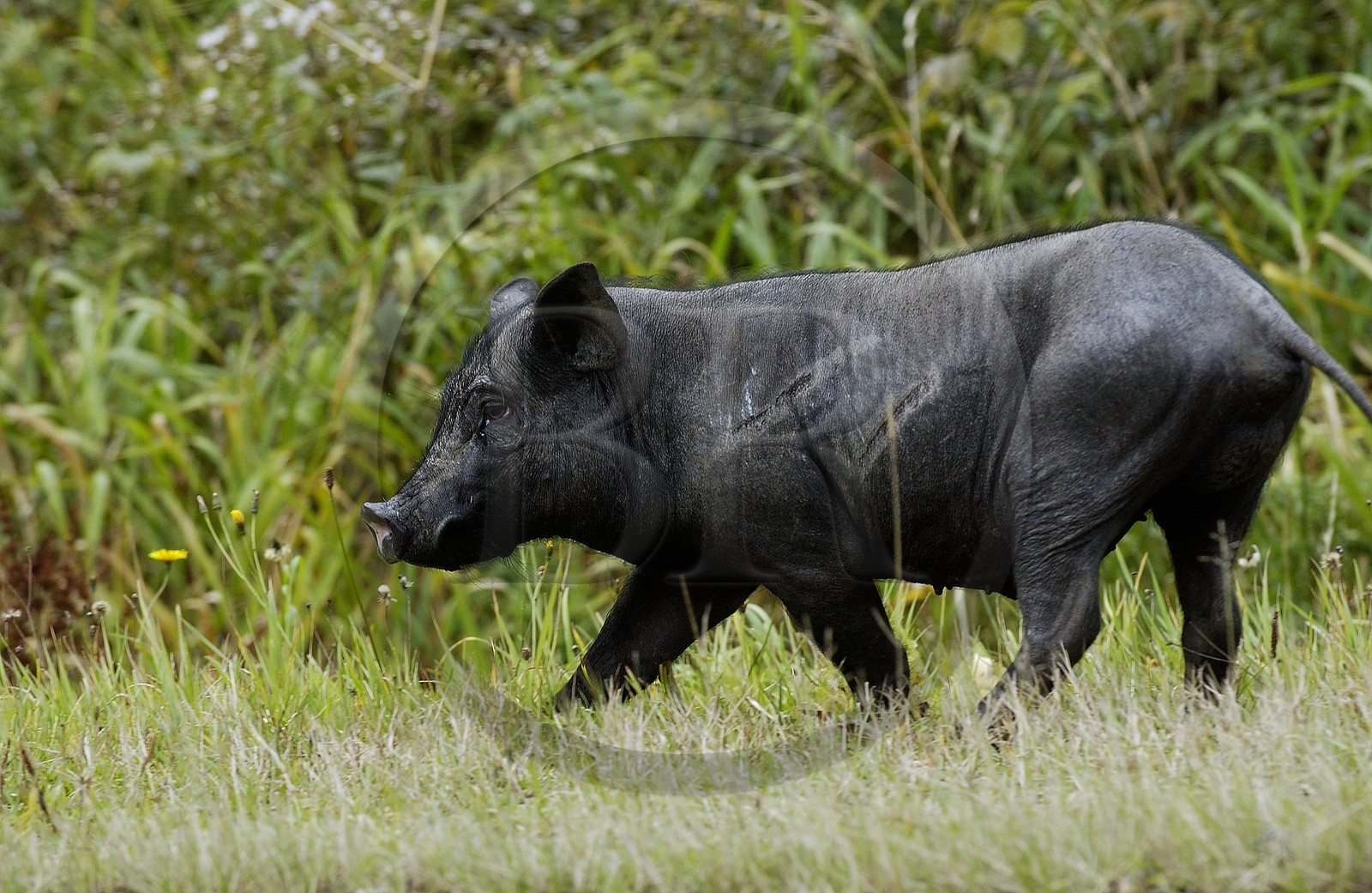Belgique, Wallonie, province de Liège, un sanglier