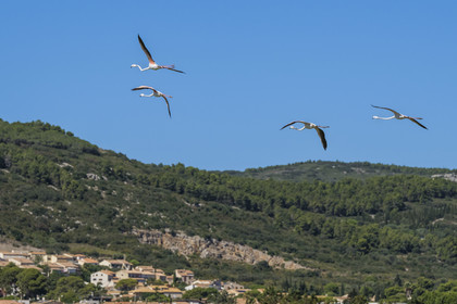 France, Hérault (34), Frontignan, vol de flamants roses (Phoenicopterus roseus) dans l'étang d'Ingril dans l'ancienne salinière