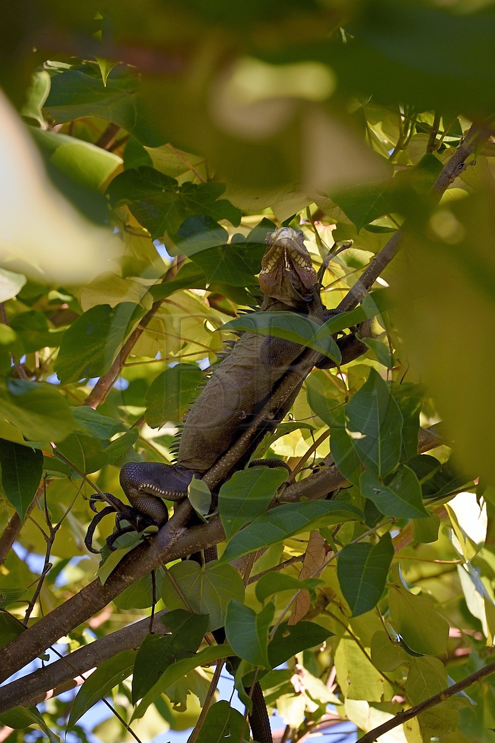 Caraïbes, Ile de la Dominique, Portsmouth, les rives de l'Indian River, iguane des Petites Antilles (Iguana delicatissima) dans un arbre