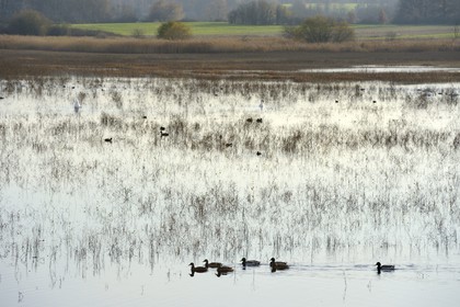France, Indre (36), le Berry, parc naturel régional de la Brenne, canards et cygnes sur l'étang Purais