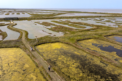 France, Charente Maritime, Saintonge, Saint-Froult, Moeze-Oléron nature reserve in the Brouage marsh area, ornithological observation and visit to the reserve on the trails in the former salt marshes