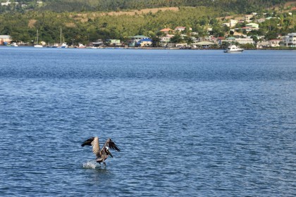 Caraïbes, Ile de la Dominique, Portsmouth, la baie de Prince Rupert, Pélican brun (Pelecanus occidentalis) au décollage