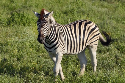 Namibie, région de Oshikoto, Parc National d'Etosha, zèbre de Burchell (Equus burchellii)