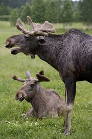 Sweden, Vasterbotten County, Umea region, Bjurholm, the Elk's House (Algens Hus), livestock