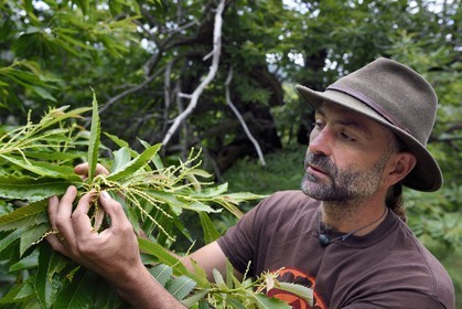 France, Var, Massif des Maures, Collobrières, valley of the Aurier, the forester Fabien Tamboloni shows us chestnut flowers