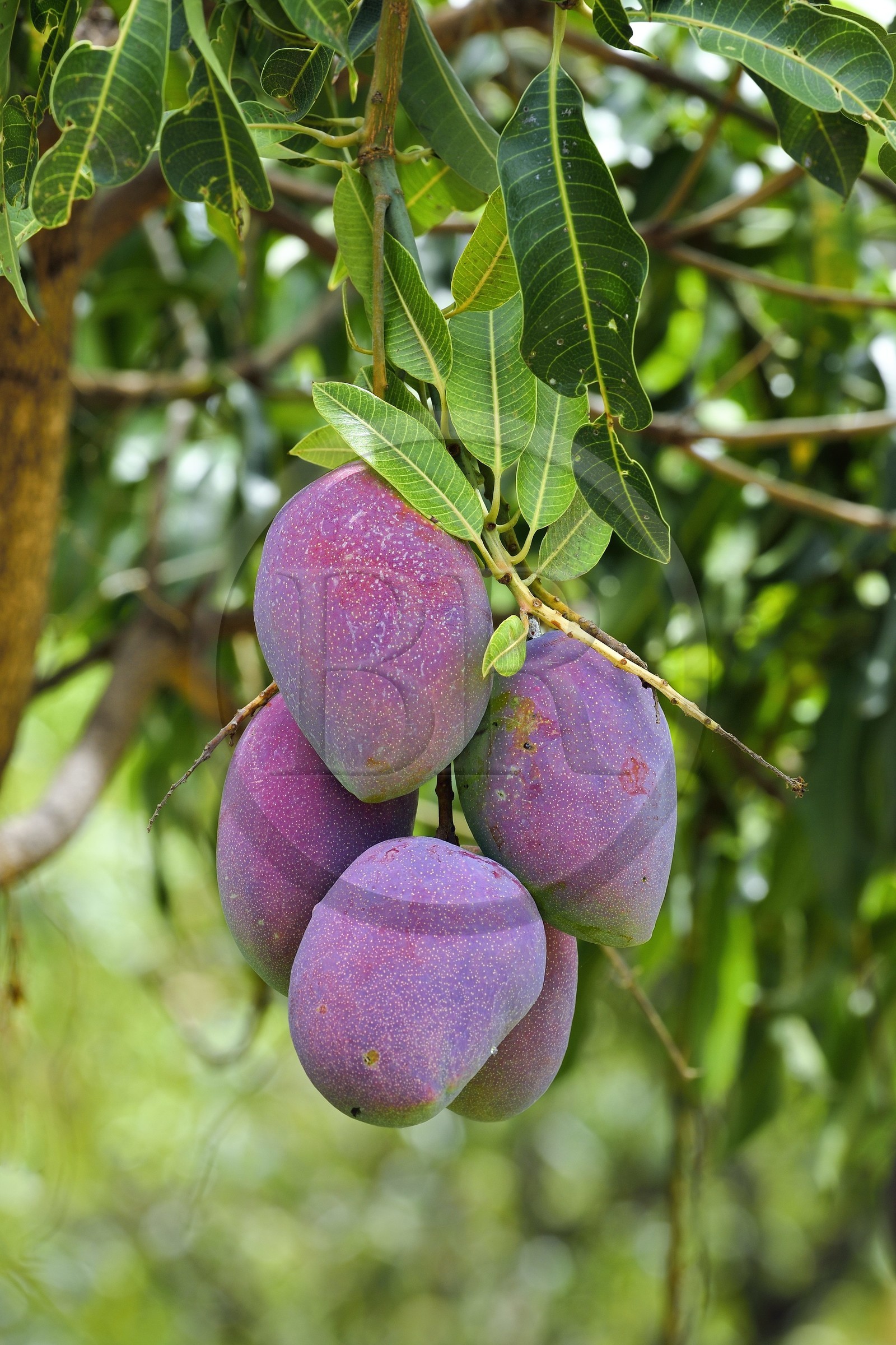 France, Ile de la Reunion, Saint-Louis, mangues sur un manguier