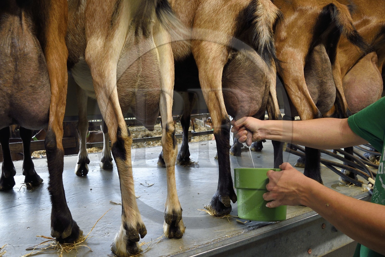 France, Var (83), La Dracénie, village de Châteaudouble, ferme fromagère La Pastourelle, la traite des chèvres