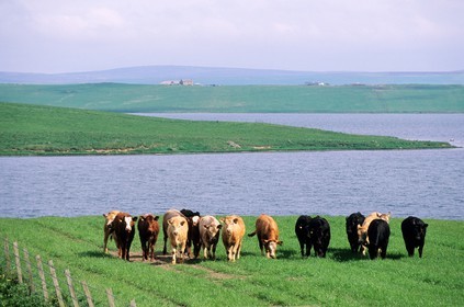Royaume-Uni, Ecosse, îles Orcades, Mainland, troupeau de vaches au bord d'un loch
