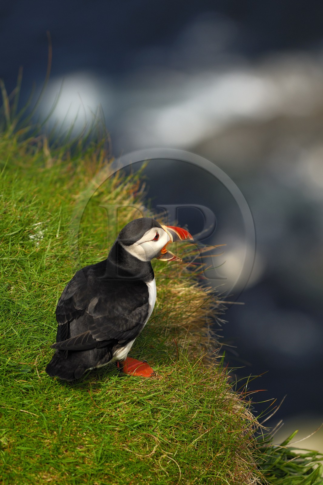 Royaume-Uni, Ecosse, les Shetland, Macareux moine