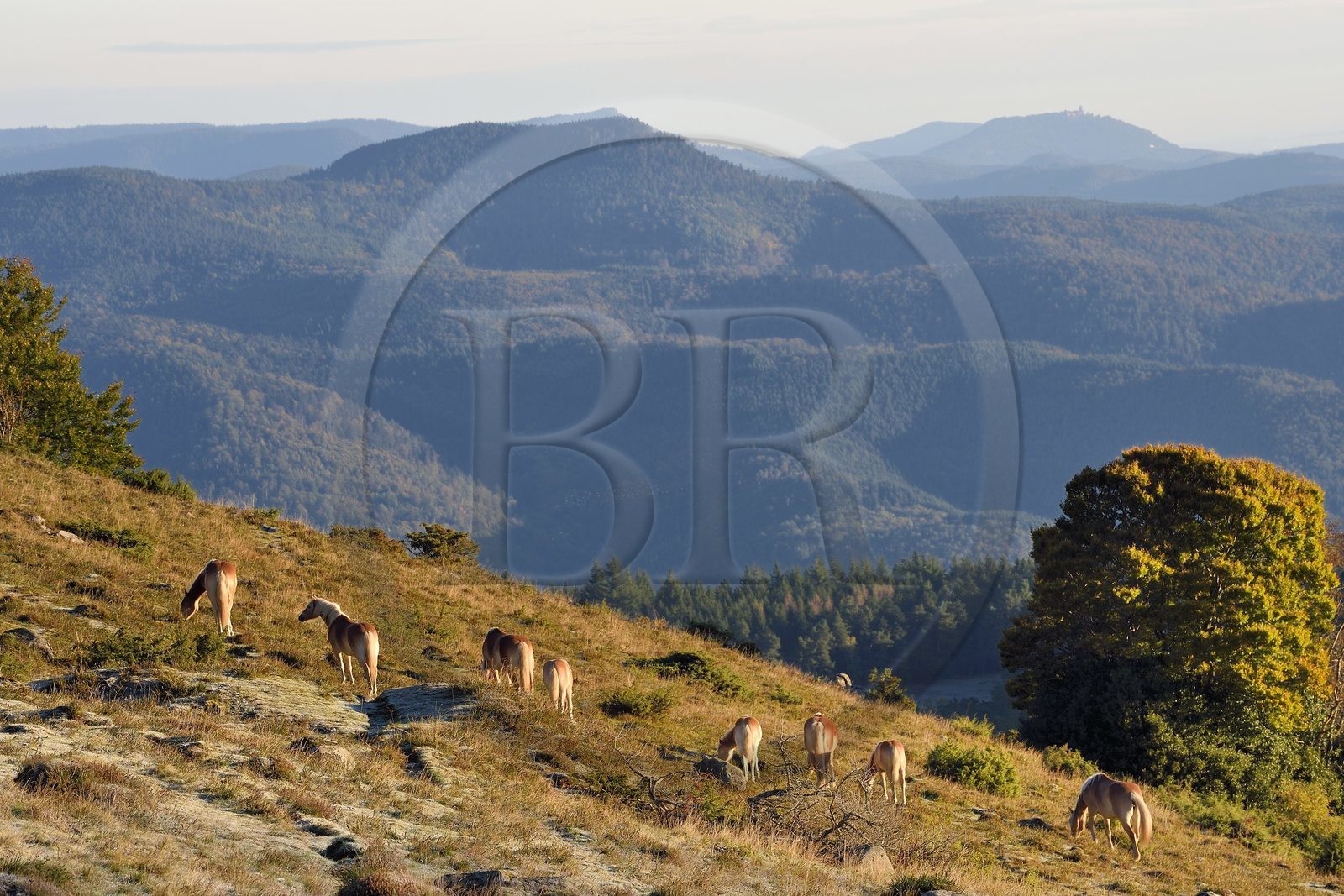 France, Haut-Rhin (68), Wasserbourg, chevaux au pré dans le massif des Vosges sur le Petit Ballon, le Haut-Koenigsbourg en arrière plan