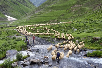 Géorgie, Kakheti, Parc national de Touchétie, vallée de la rivière Alazani dans les montagnes de Pirikiti, Parsma (Baso), berger et son troupeau de moutons franchissant la rivière