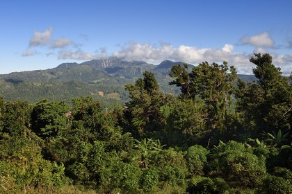 Caraïbes, Ile de la Dominique, sur la route Imperial Road vers Pont-Cassé, la montagne Morne Diablotin en arrière plan