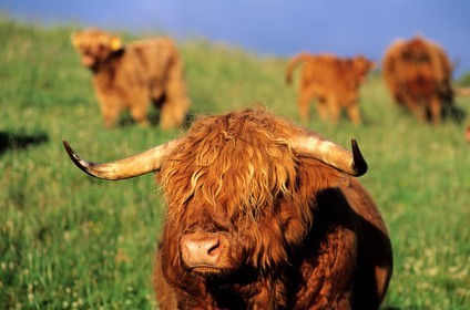 Royaume-Uni, Ecosse, région des Highlands, des vaches écossaises