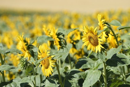 France, Bas-Rhin (67), Route des vins d'Alsace, Traenheim, champ de tournesols